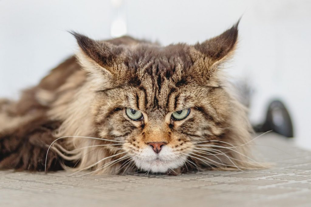Maine coon