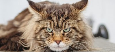 Maine coon